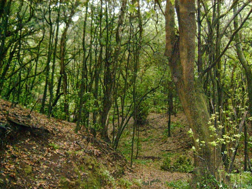 Foto de La Gomera (Santa Cruz de Tenerife), España