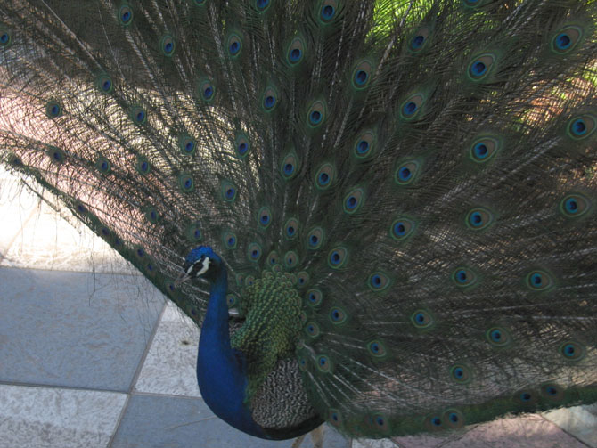 Foto de Madrid (Comunidad de Madrid), España