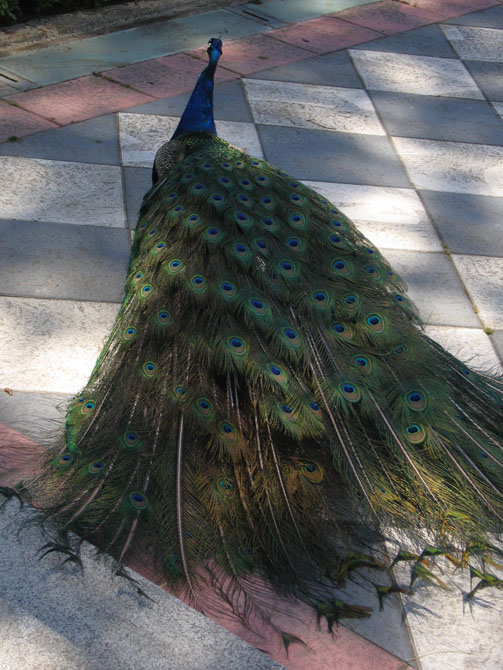 Foto de Madrid (Comunidad de Madrid), España