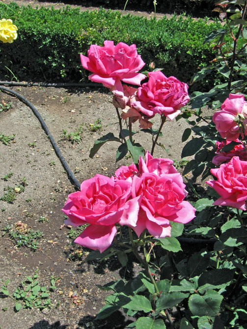 Foto de Madrid (Comunidad de Madrid), España