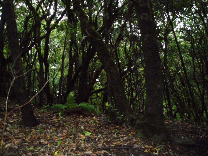 Foto de Tenerife (Santa Cruz de Tenerife), España