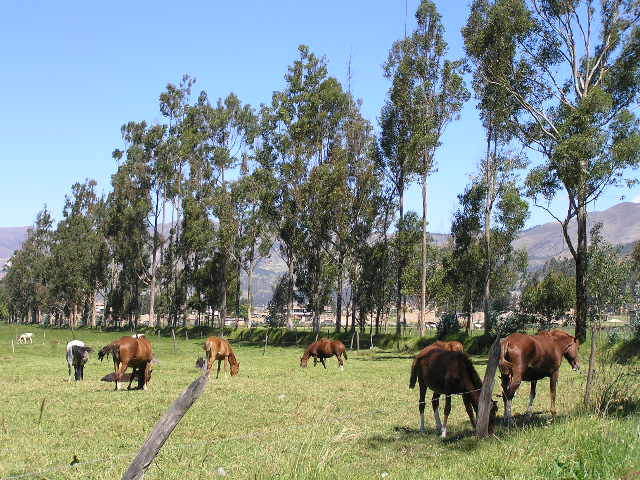 Foto de Cajamarca, Perú