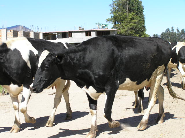 Foto de Cajamarca, Perú