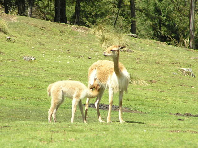 Foto de Porcón, Perú