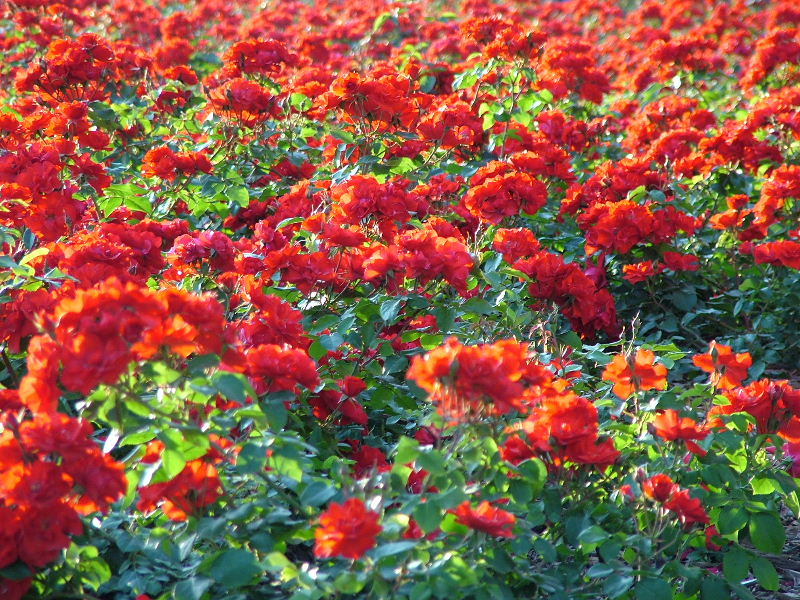 Foto de Palma de Mallorca (Illes Balears), España