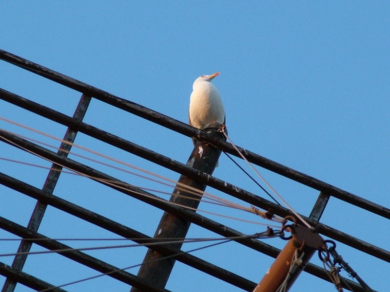 Foto de Palma de Mallorca (Illes Balears), España