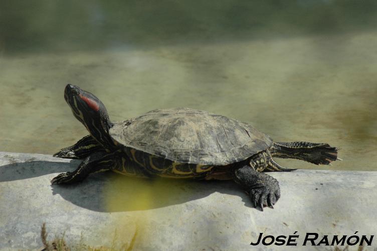 Foto de Jerez  de la Frontera (Cádiz), España