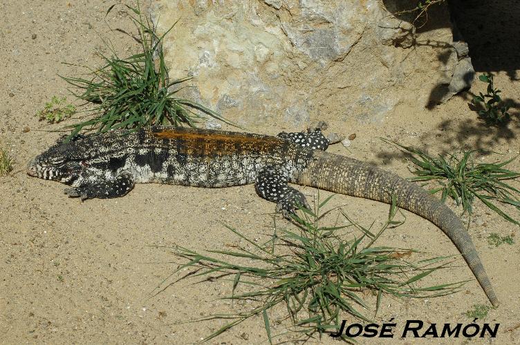 Foto de Jerez  de la Frontera (Cádiz), España
