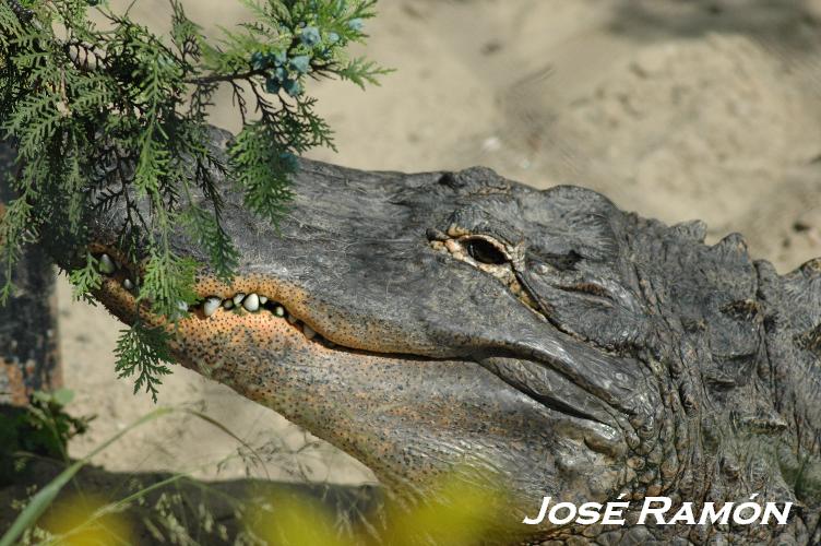 Foto de Jerez  de la Frontera (Cádiz), España
