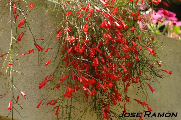 Foto de Jerez  de la Frontera (Cádiz), España