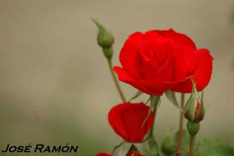 Foto de Jerez  de la Frontera (Cádiz), España