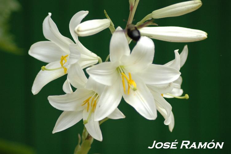 Foto de Jerez  de la Frontera (Cádiz), España