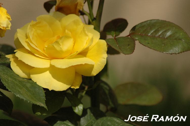 Foto de Jerez  de la Frontera (Cádiz), España
