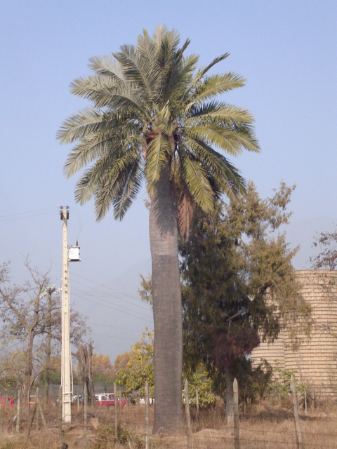 Foto de LIMACHE, Chile