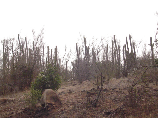 Foto de QUILPUE, Chile