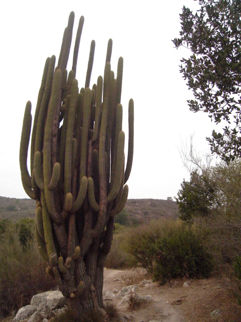 Foto de QUILPUE, Chile