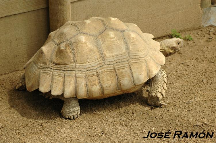 Foto de Jerez  de la Frontera (Cádiz), España