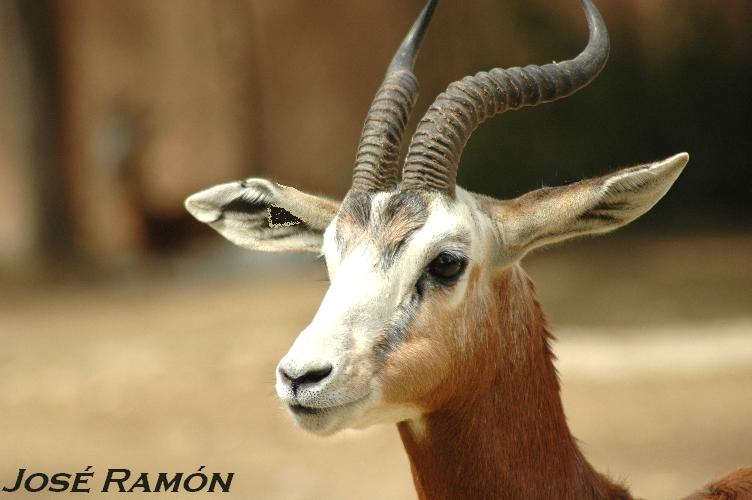 Foto de Jerez  de la Frontera (Cádiz), España