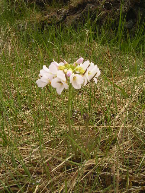 Foto de Pingvellir, Islandia