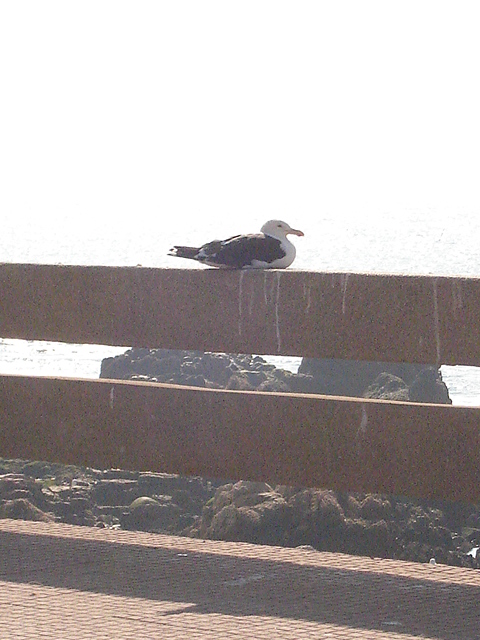 Foto de CONCON, Chile