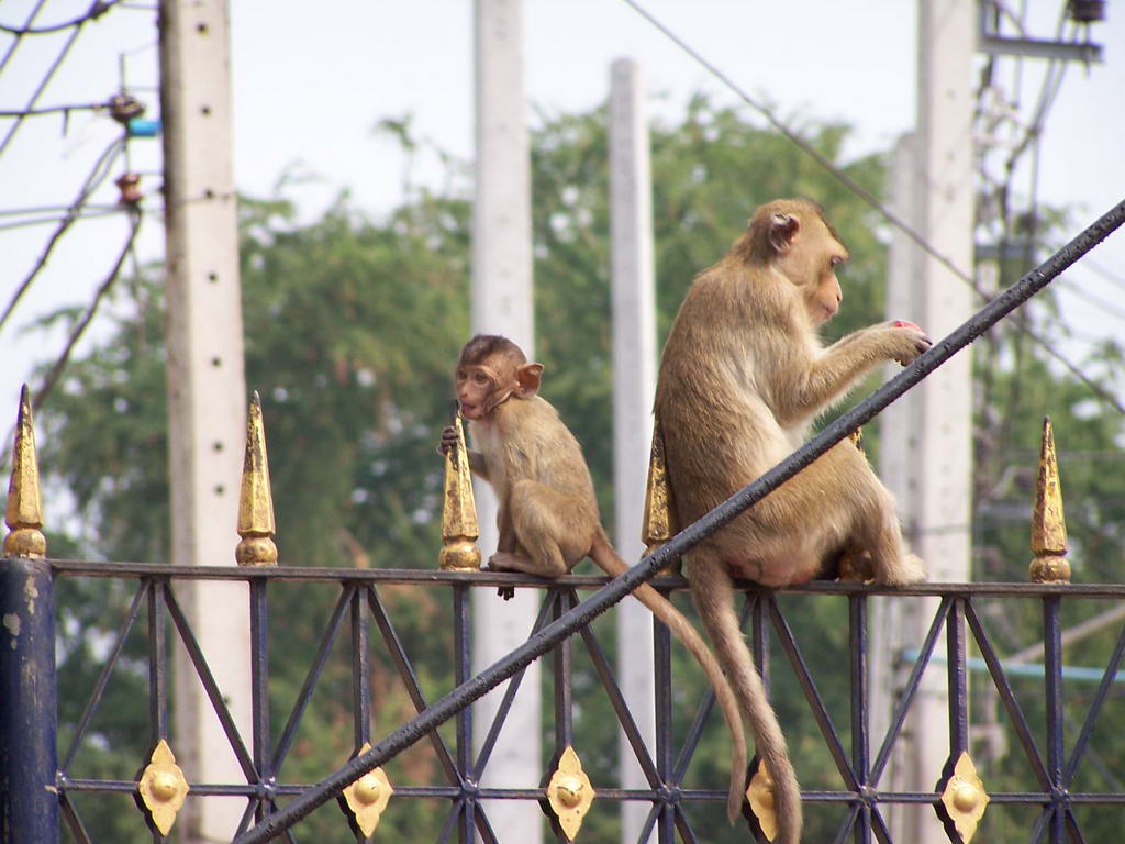 Foto de Lupburi, Tailandia
