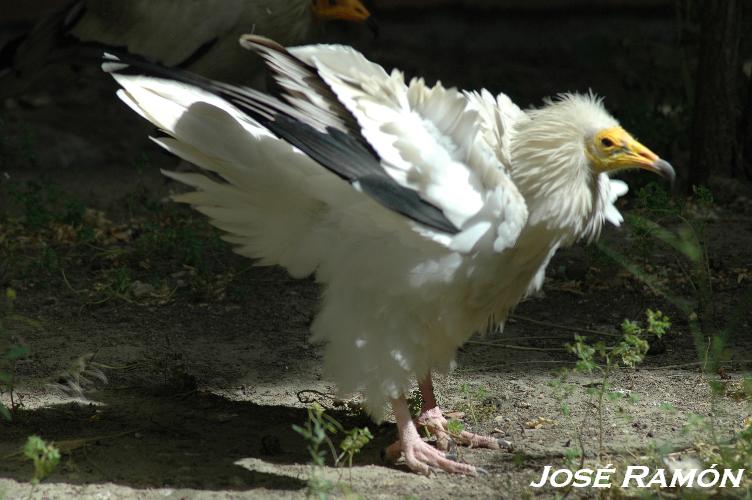 Foto de Alcalá de los Gazules (Cádiz), España
