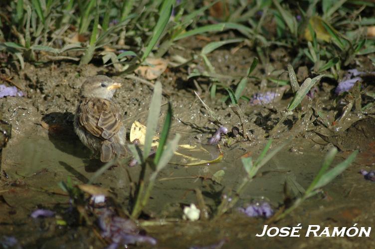 Foto de Alcalá de los Gazules (Cádiz), España