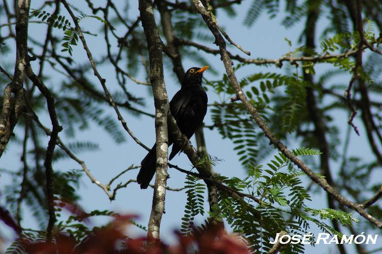 Foto de Alcalá de los Gazules (Cádiz), España