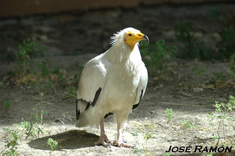 Foto de Alcalá de los Gazules (Cádiz), España