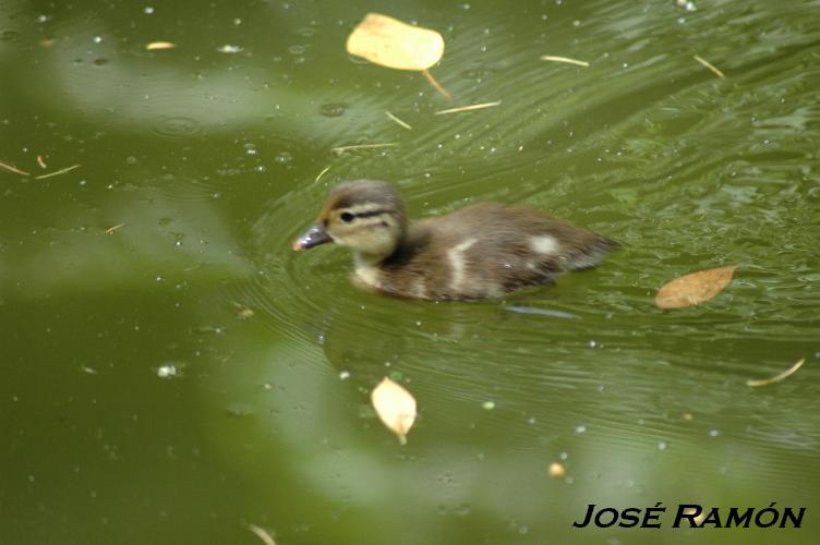 Foto de Alcalá de los Gazules (Cádiz), España
