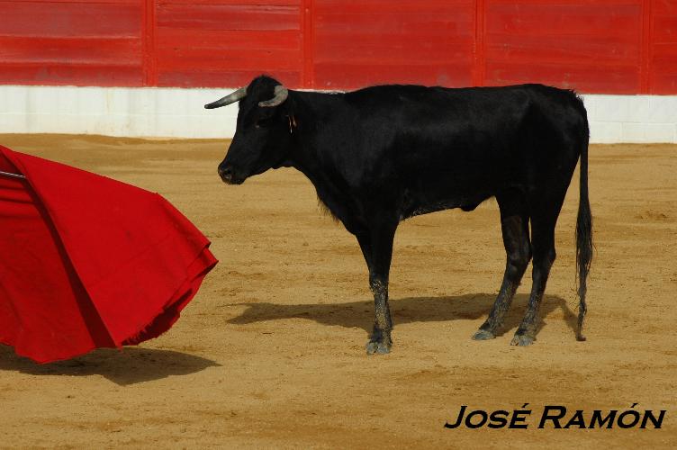 Foto de Jerez  de la Frontera (Cádiz), España