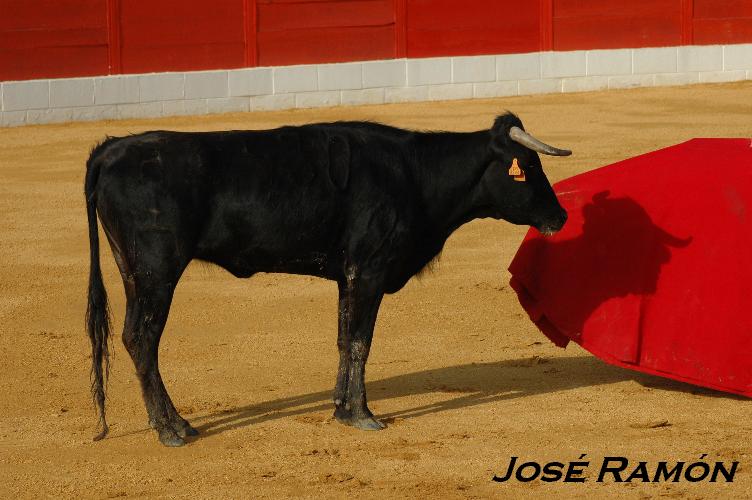 Foto de Jerez  de la Frontera (Cádiz), España