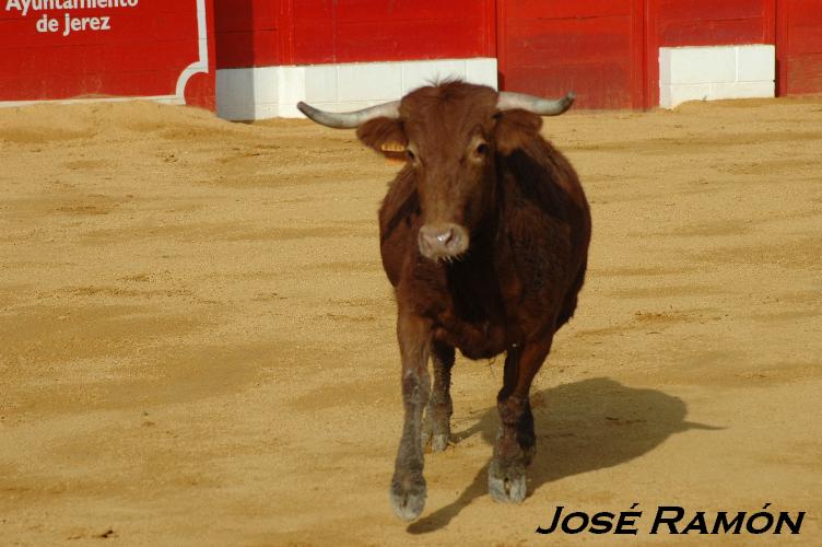 Foto de Jerez  de la Frontera (Cádiz), España