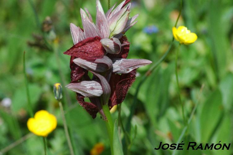 Foto de Cádiz (Andalucía), España