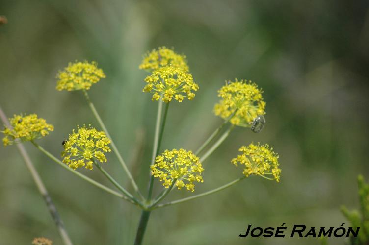 Foto de Cádiz (Andalucía), España