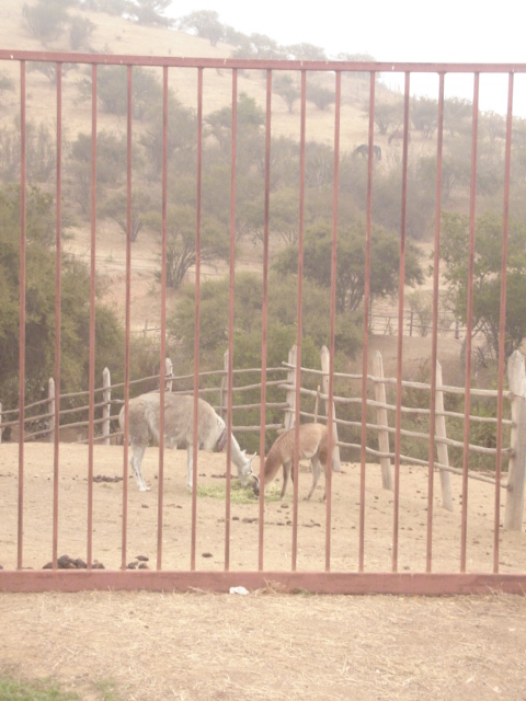 Foto de QUILPUE, Chile