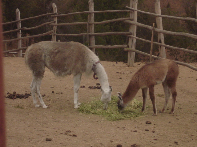 Foto de QUILPUE, Chile