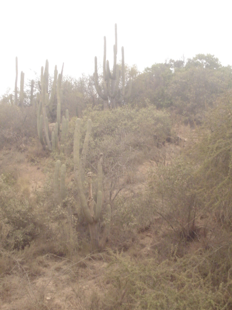 Foto de QUILPUE, Chile