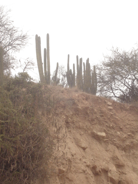 Foto de QUILPUE, Chile