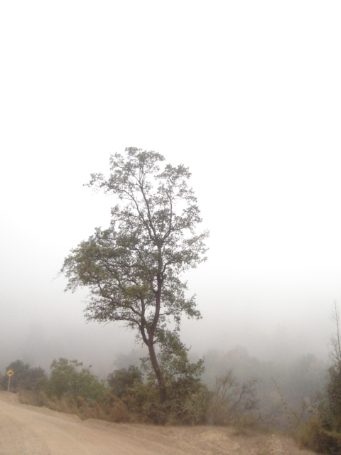 Foto de QUILPUE, Chile