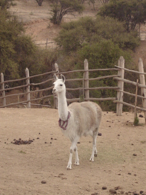 Foto de QUILPUE, Chile