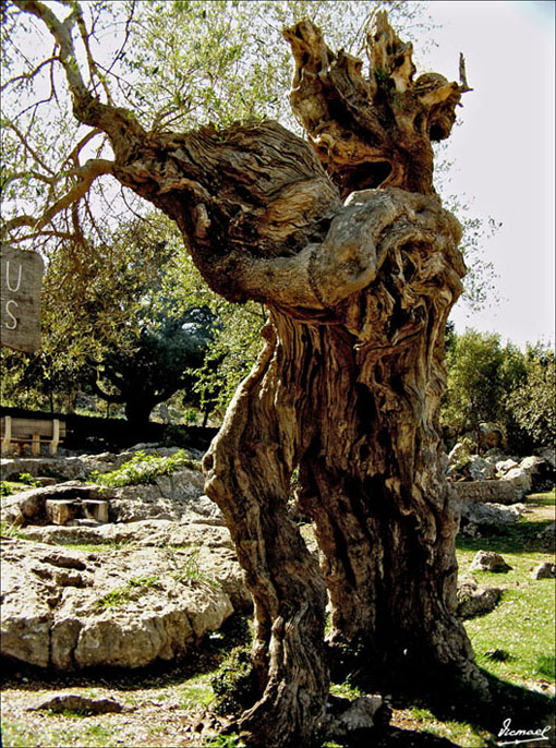 Foto de Mallorca (Illes Balears), España