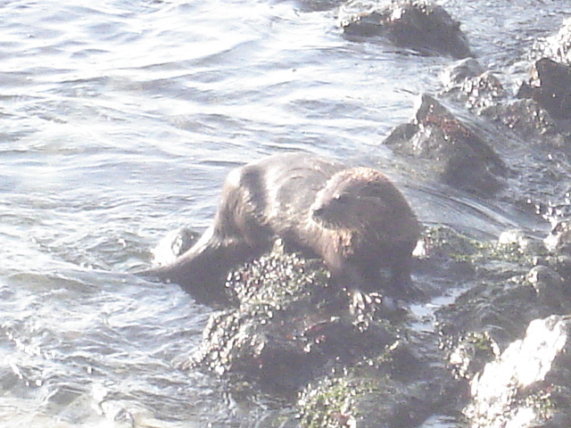 Foto de QUINTAY, Chile