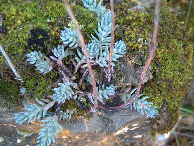 Foto de Ólvega (Soria), España