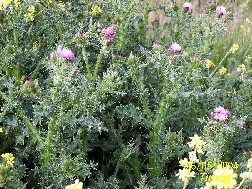 Foto de Burgos (Castilla y León), España