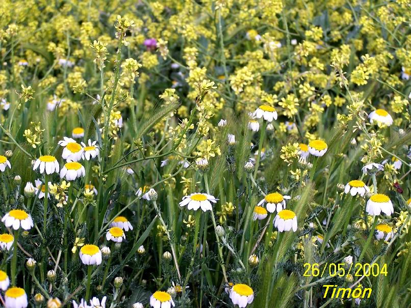 Foto de Burgos (Castilla y León), España