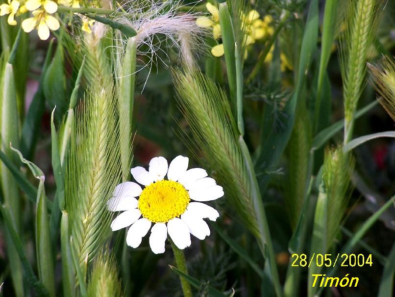 Foto de Burgos (Castilla y León), España