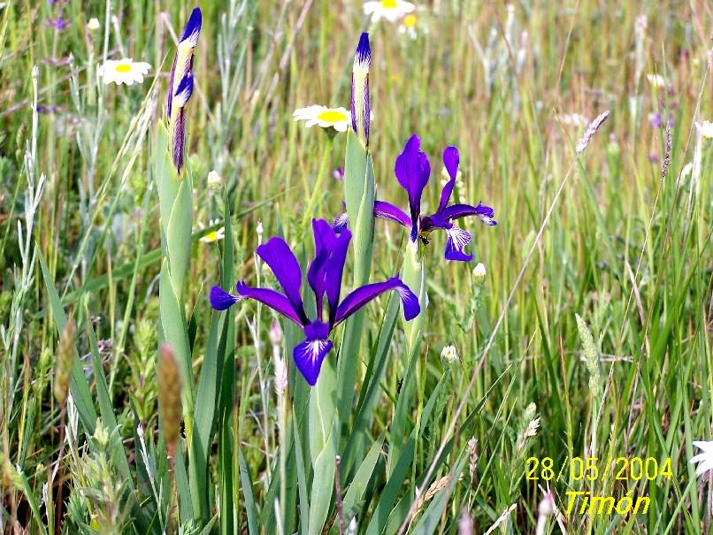 Foto de Burgos (Castilla y León), España