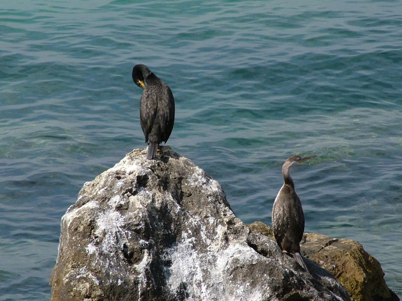 Foto de Palma de Mallorca (Illes Balears), España