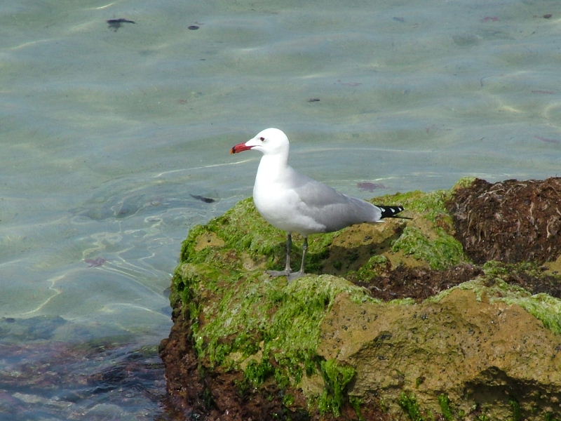 Foto de Palma de Mallorca (Illes Balears), España
